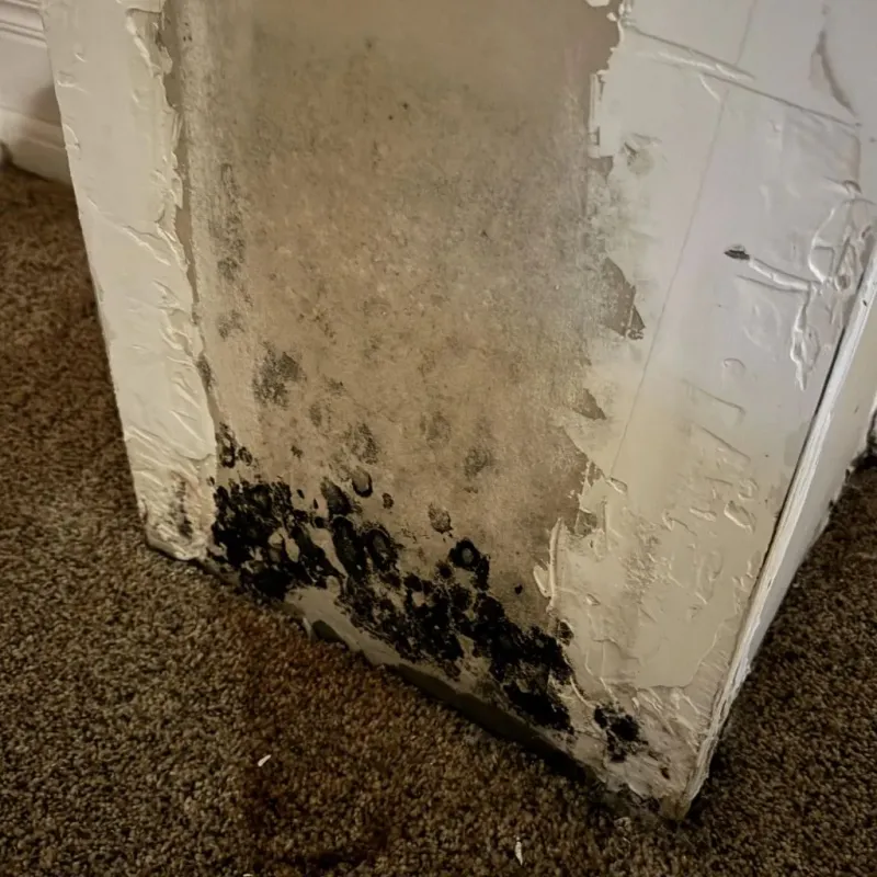 Professional Mold Removal in Glenville, OH